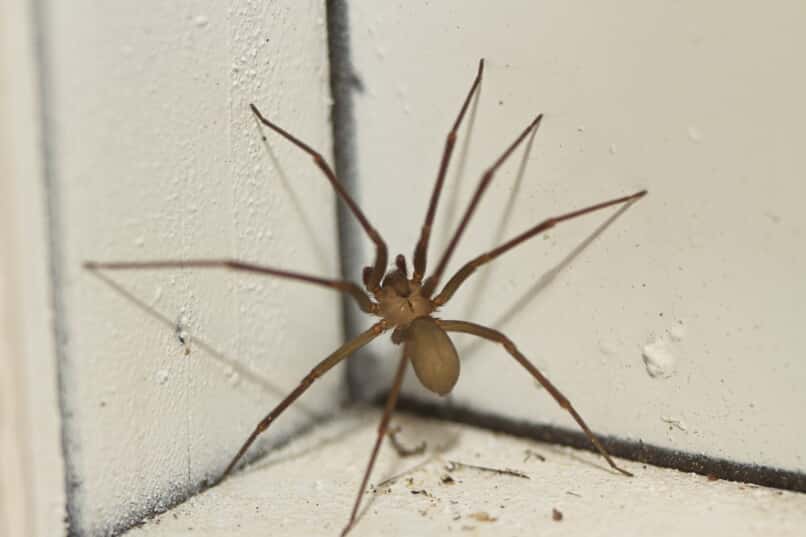 spider on a wall